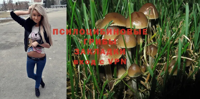 где можно купить наркотик  shop клад  Галлюциногенные грибы Magic Shrooms  Грязовец 